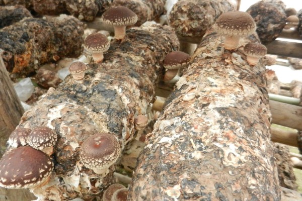 菇床鬼伞如何防治,首先要搞好菇房的环境卫生