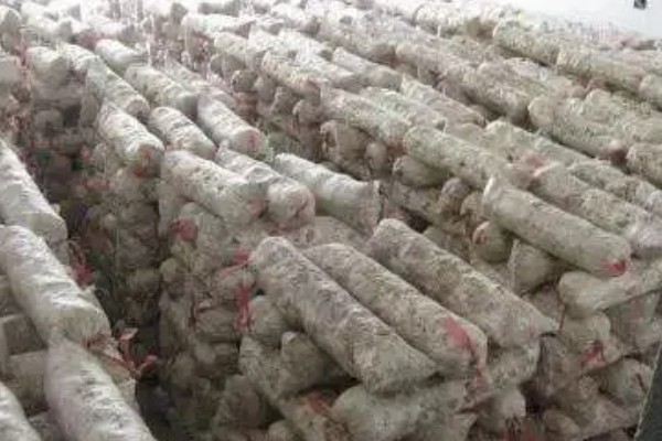 菇床鬼伞如何防治,首先要搞好菇房的环境卫生