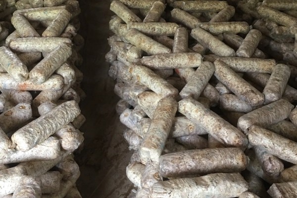 菇床鬼伞如何防治,首先要搞好菇房的环境卫生