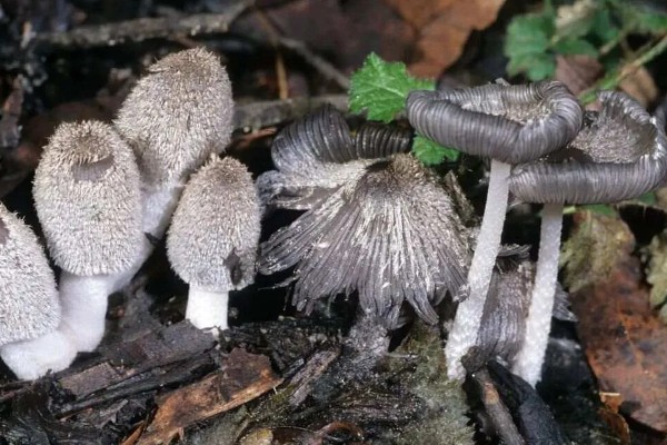 菇床鬼伞如何防治,首先要搞好菇房的环境卫生