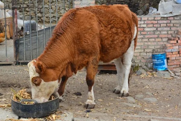 一头牛一年有多少利润，纯利润约为5000-5900元左右