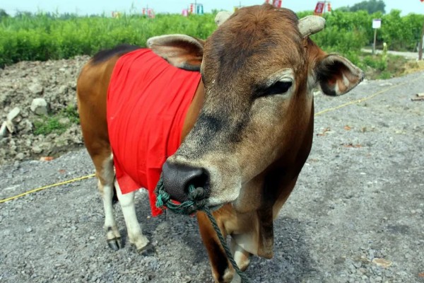 一头牛一年有多少利润，纯利润约为5000-5900元左右