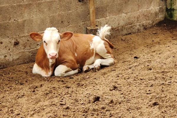 一头牛一年有多少利润，纯利润约为5000-5900元左右