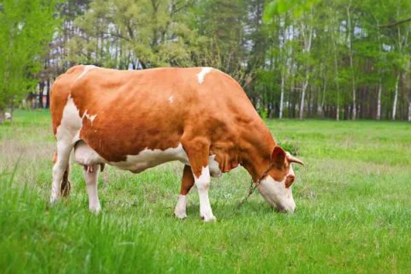 一头牛一年有多少利润，纯利润约为5000-5900元左右