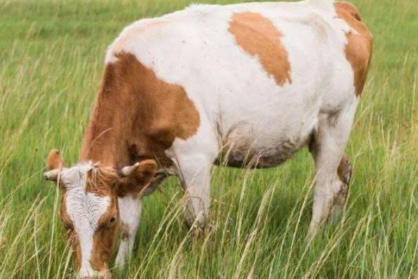 一头牛一年有多少利润，纯利润约为5000-5900元左右