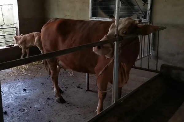 一头牛一年有多少利润，纯利润约为5000-5900元左右