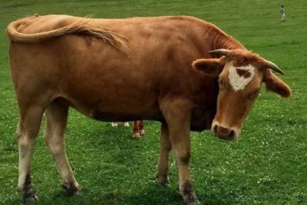 一头牛一年有多少利润，纯利润约为5000-5900元左右