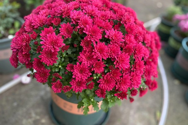 千头菊的浇水方法,春季秋季节可以在上午浇水