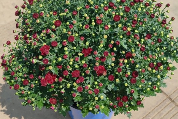 千头菊的浇水方法,春季秋季节可以在上午浇水