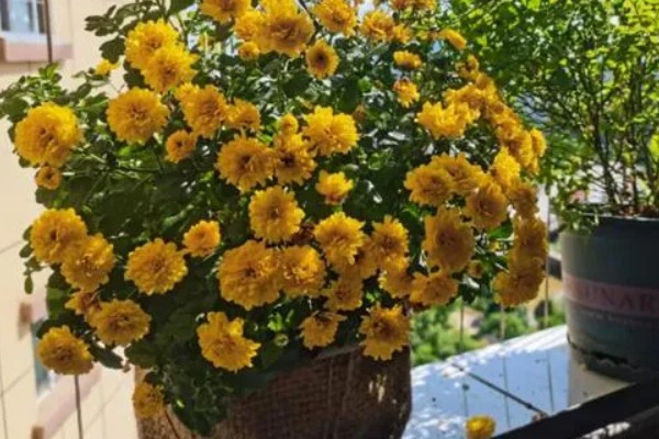 千头菊的浇水方法,春季秋季节可以在上午浇水