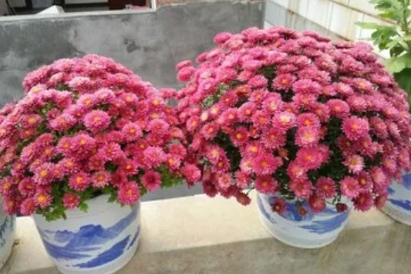 千头菊的浇水方法,春季秋季节可以在上午浇水