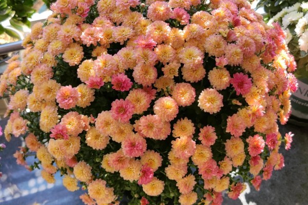 千头菊的浇水方法,春季秋季节可以在上午浇水