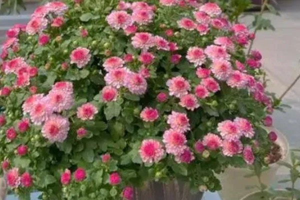 千头菊的浇水方法,春季秋季节可以在上午浇水