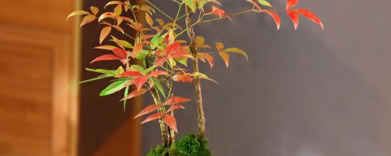 南天竹盆栽怎么养殖，平时要放在半荫、凉爽、湿润的地方