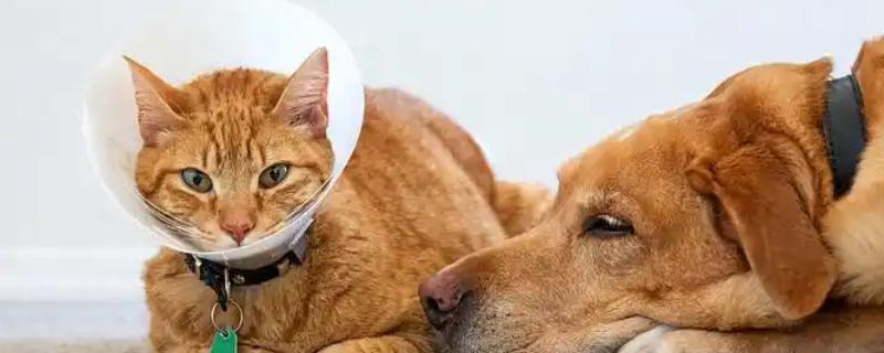 猫狗感冒咳嗽怎么办，根据当前季节使用不同的药物