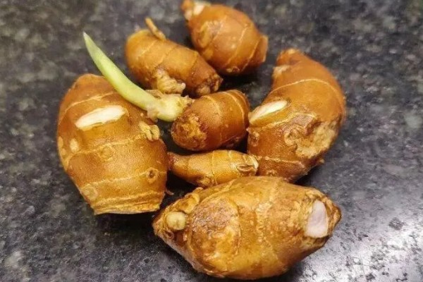 沙姜的收获时间,12月份左右收获