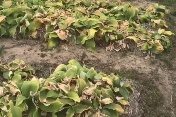 沙姜的收获时间,12月份左右收获