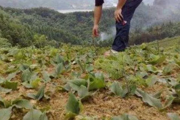 沙姜的收获时间,12月份左右收获