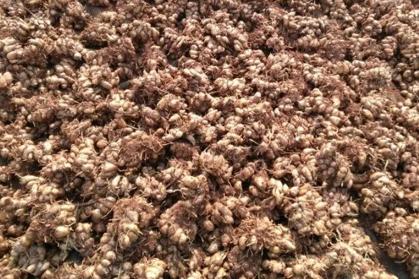 沙姜的收获时间,12月份左右收获