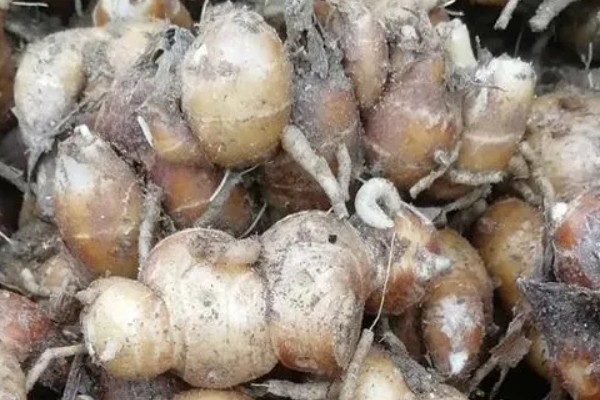 沙姜的收获时间,12月份左右收获