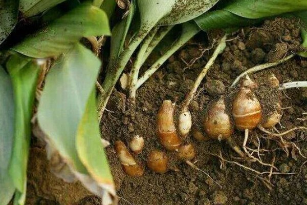 沙姜的收获时间,12月份左右收获