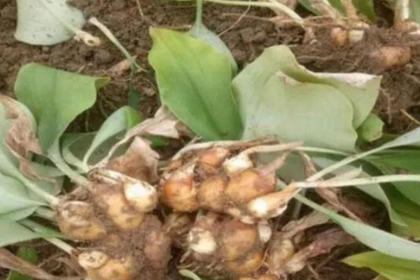 沙姜的收获时间,12月份左右收获