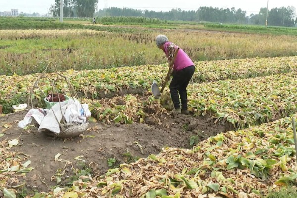沙姜的收获时间,12月份左右收获