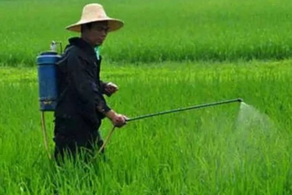 草铵膦喷洒后多久土田能种植物,通常7天左右就可以