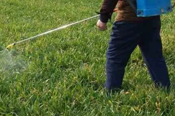 草铵膦喷洒后多久土田能种植物,通常7天左右就可以