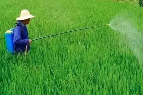 草铵膦喷洒后多久土田能种植物,通常7天左右就可以