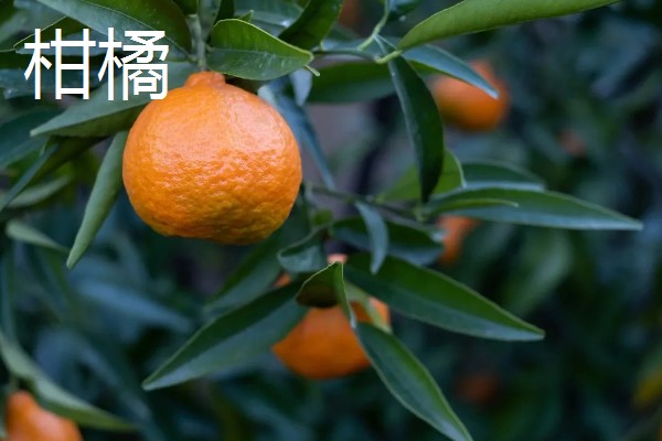 热量低的水果有哪些，常见的有橙子、樱桃等