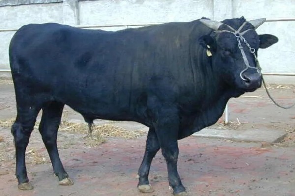 渤海黑牛简介,通常是指无棣黑牛