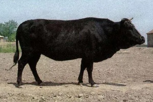 渤海黑牛简介,通常是指无棣黑牛