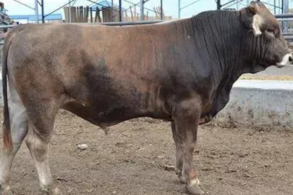 渤海黑牛简介,通常是指无棣黑牛