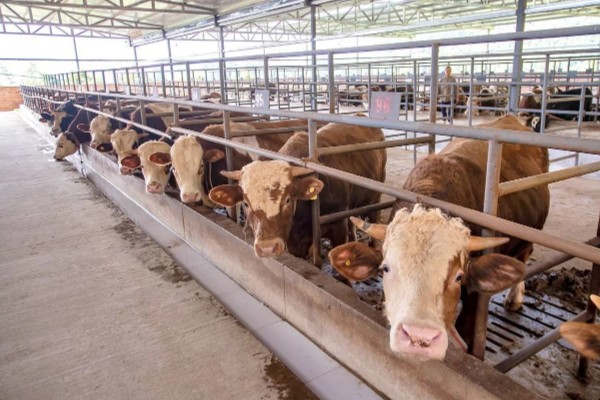 渤海黑牛简介,通常是指无棣黑牛