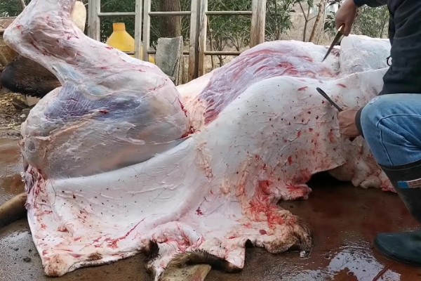 渤海黑牛简介,通常是指无棣黑牛