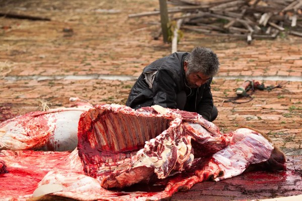 渤海黑牛简介,通常是指无棣黑牛
