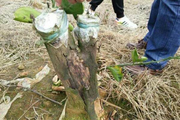 柚子树的嫁接方法，一年之中可以嫁接3次