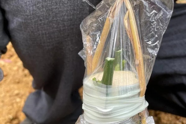 柚子树的嫁接方法，一年之中可以嫁接3次