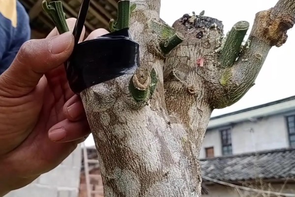 柚子树的嫁接方法，一年之中可以嫁接3次