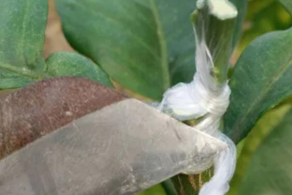 柚子树的嫁接方法，一年之中可以嫁接3次