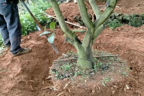 柚子树的嫁接方法，一年之中可以嫁接3次