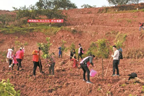 柚子树的嫁接方法，一年之中可以嫁接3次