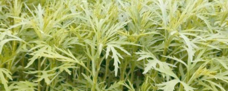 芦蒿和茼蒿的区别，科属、外观、用途都不同