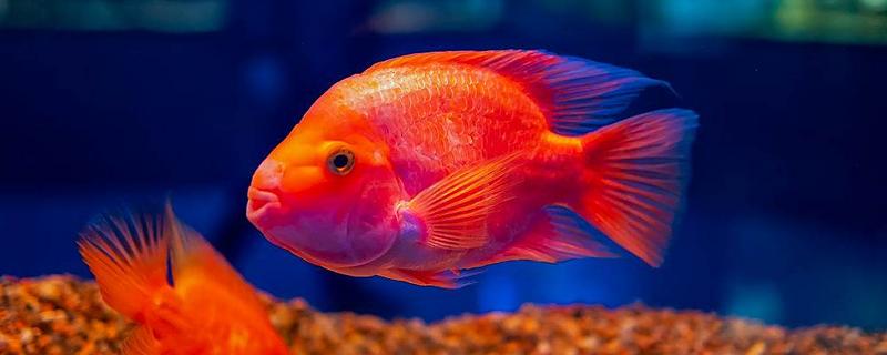 鹦鹉鱼的产卵间隔，繁殖期间每隔7-10天产一次