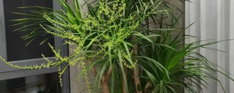 哪种植物是树木中的老寿星,龙血树能存活800-1000年左右