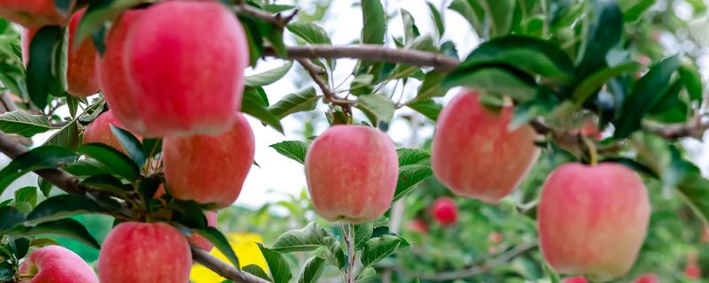 怎么提高苹果的产量，人工授粉可提高坐果率