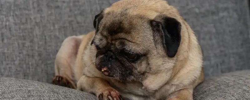 巴哥犬和法斗犬的简介，前者原产于北京、后者原产于法国