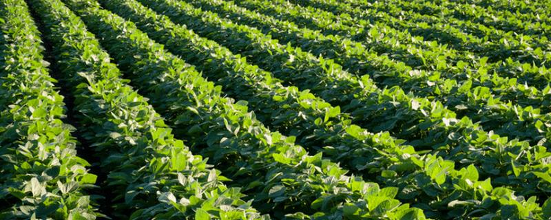 大豆的种植方法,种植前放入40度的温水中浸种