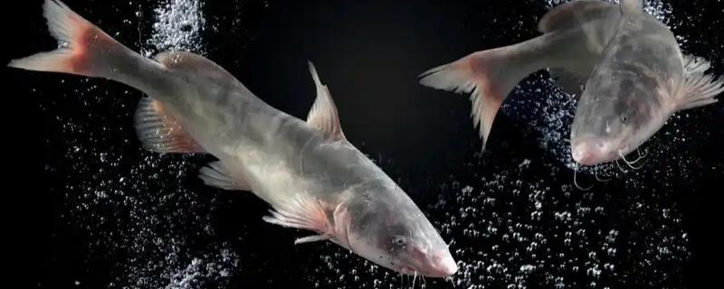 胡子鱼和江团鱼有什么区别,前者是指鲶鱼、后者是指鮰鱼